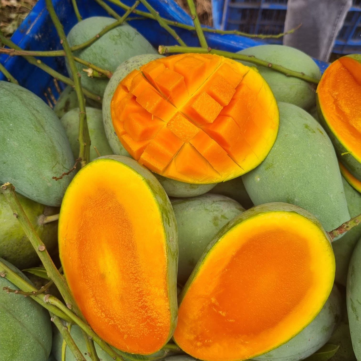 Freshly harvested mangoes