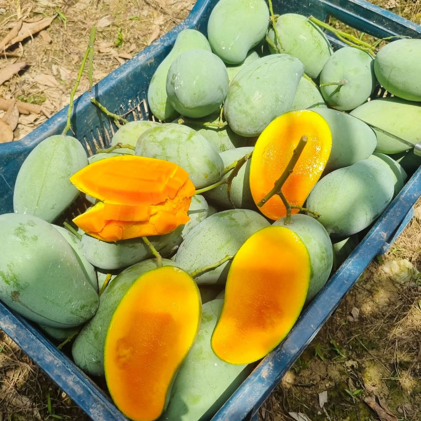 Hand-picked mangoes