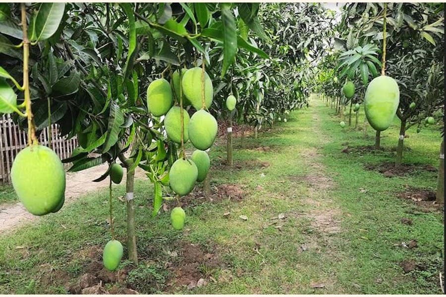 Our mango orchard